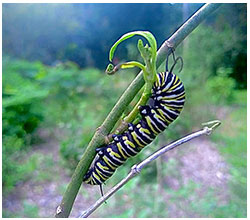 Picture of a colorful caterpiller
