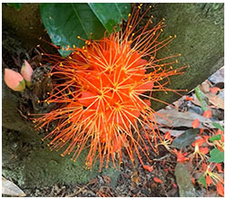 Picture of an orange flame flower