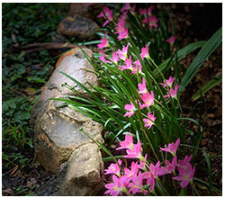 Picture of pretty pink rain lillies
